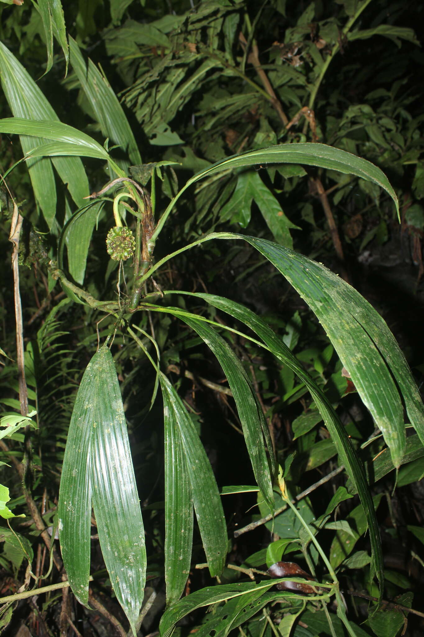 Image of Evodianthus funifer (Poit.) Lindm.