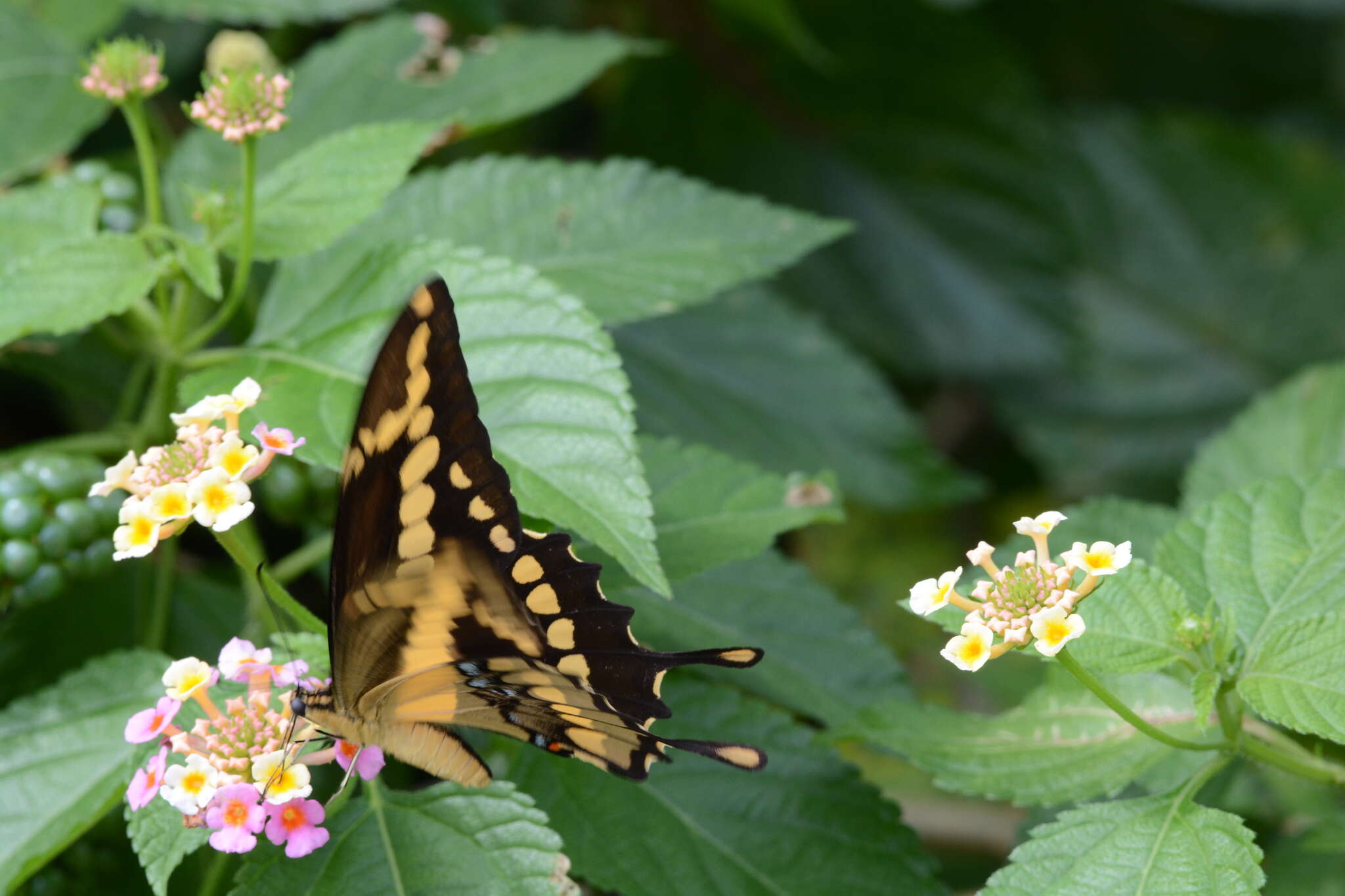 Image of Papilio homothoas Rothschild & Jordan 1906