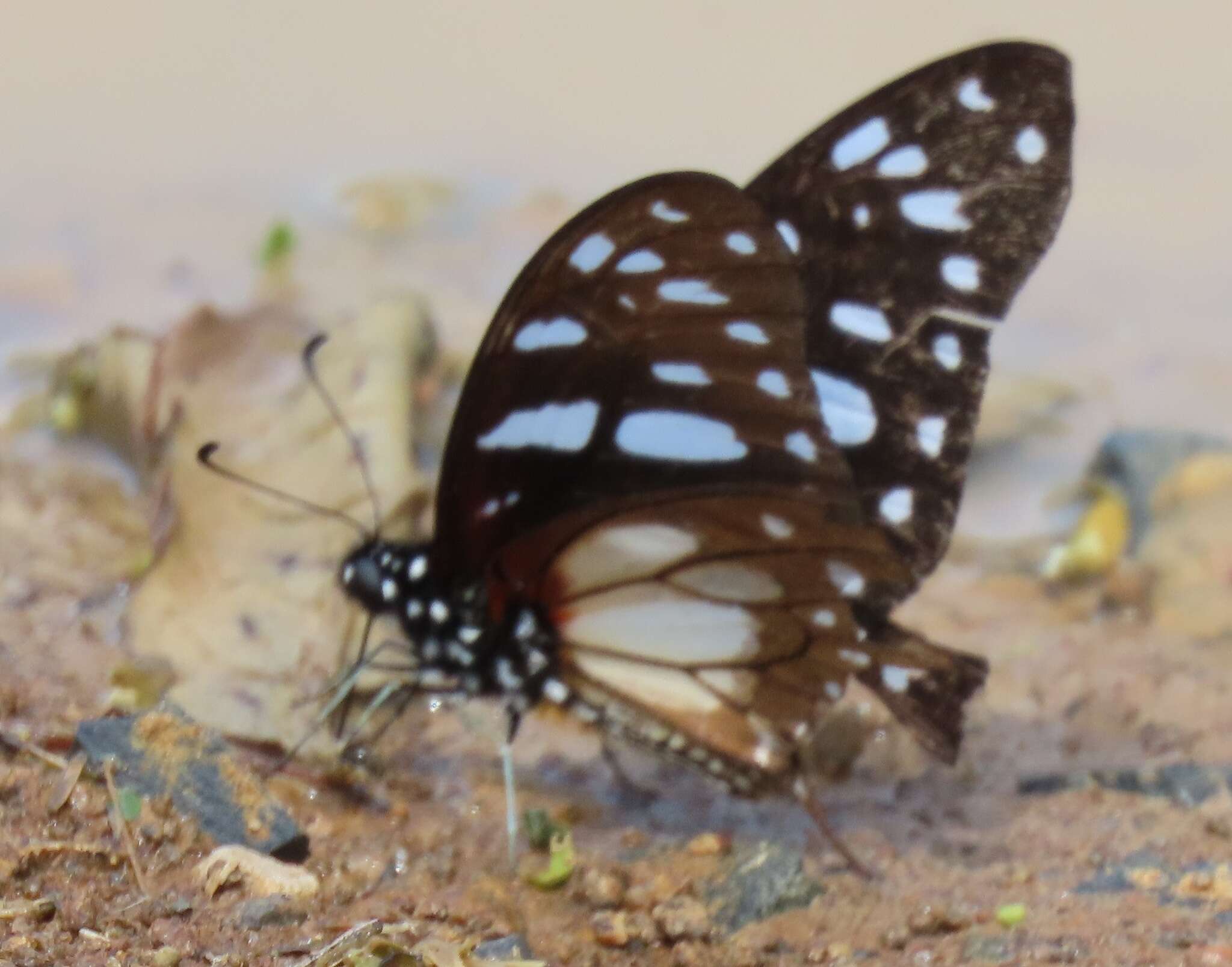 Слика од Graphium leonidas (Fabricius 1793)