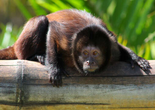 Image of Crested Capuchin