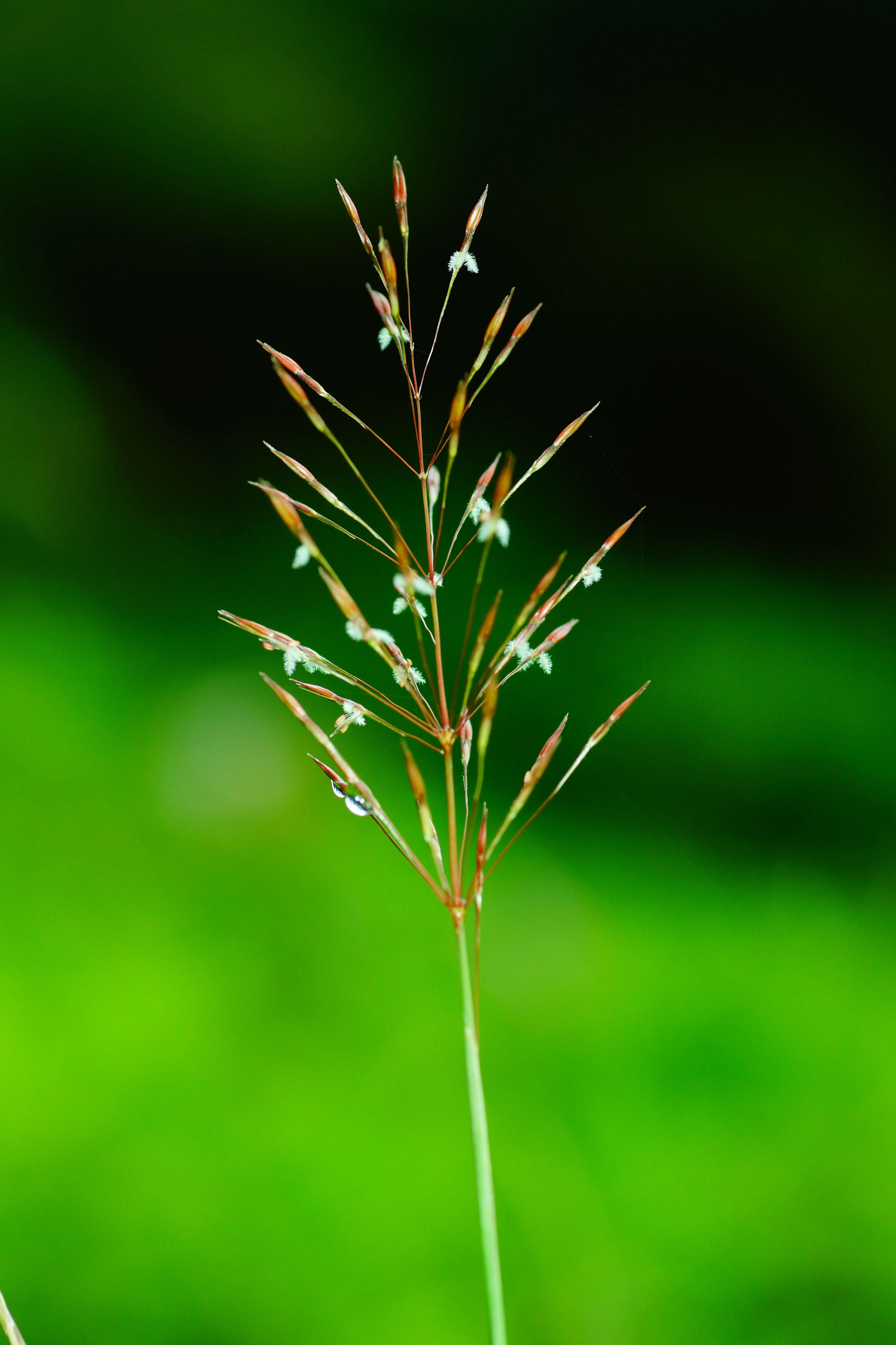 Image of golden false beardgrass