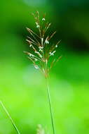 Image of golden false beardgrass