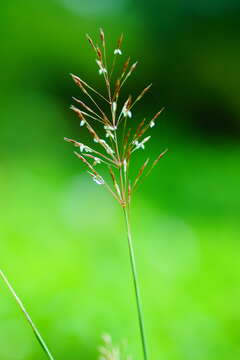 Image of golden false beardgrass