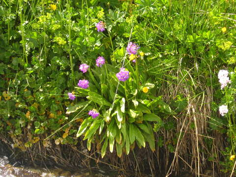 Слика од Primula auriculata Lam.