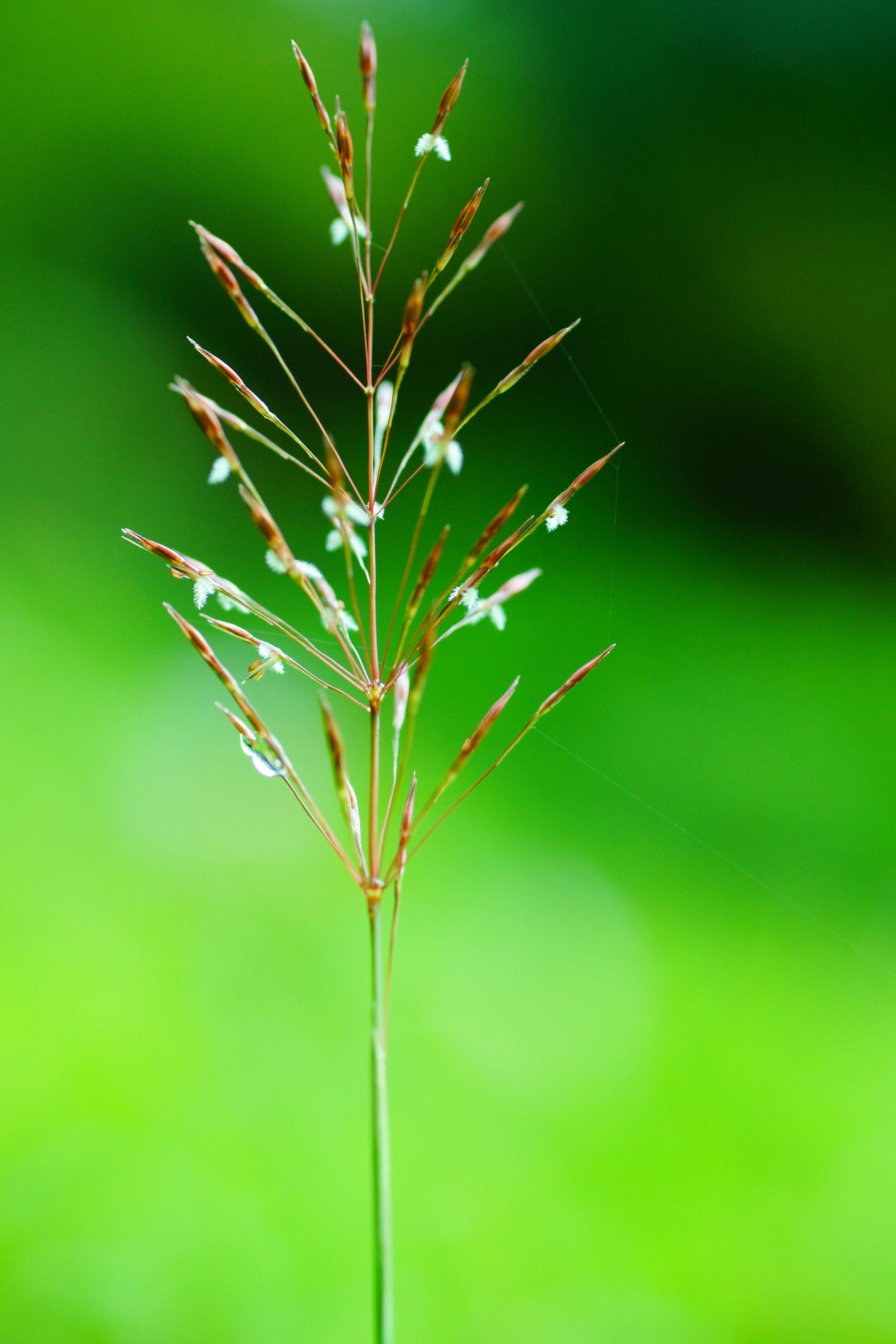 Image of golden false beardgrass