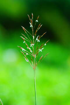 Image of golden false beardgrass