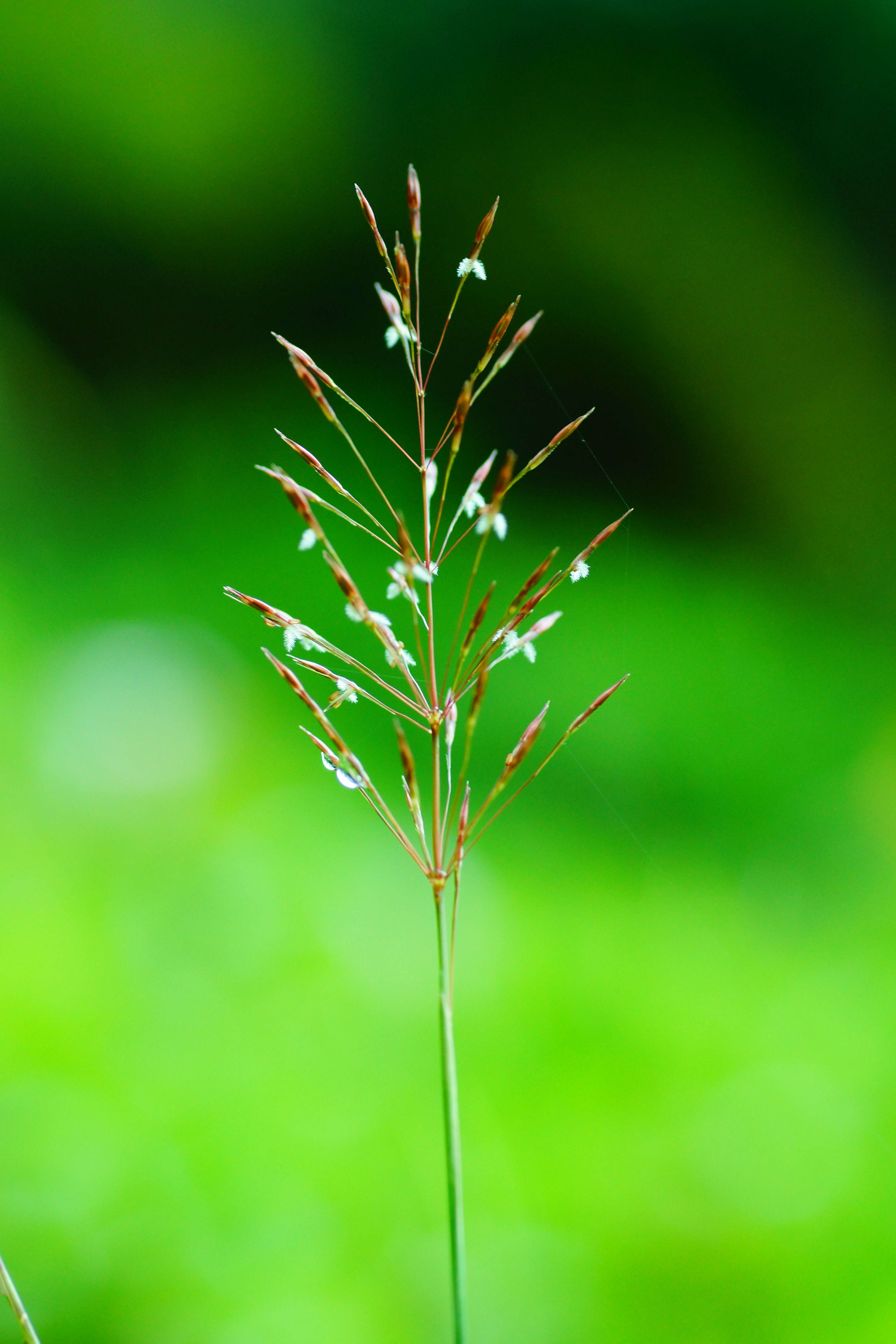 Image of golden false beardgrass