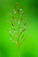 Image of golden false beardgrass