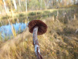 Слика од Cortinarius tortuosus (Fr.) Fr. 1838