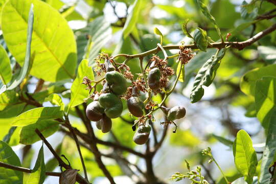 Image of cashew