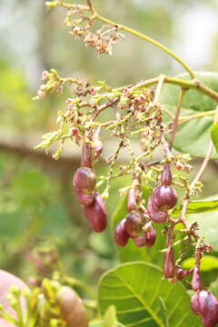 Image of cashew