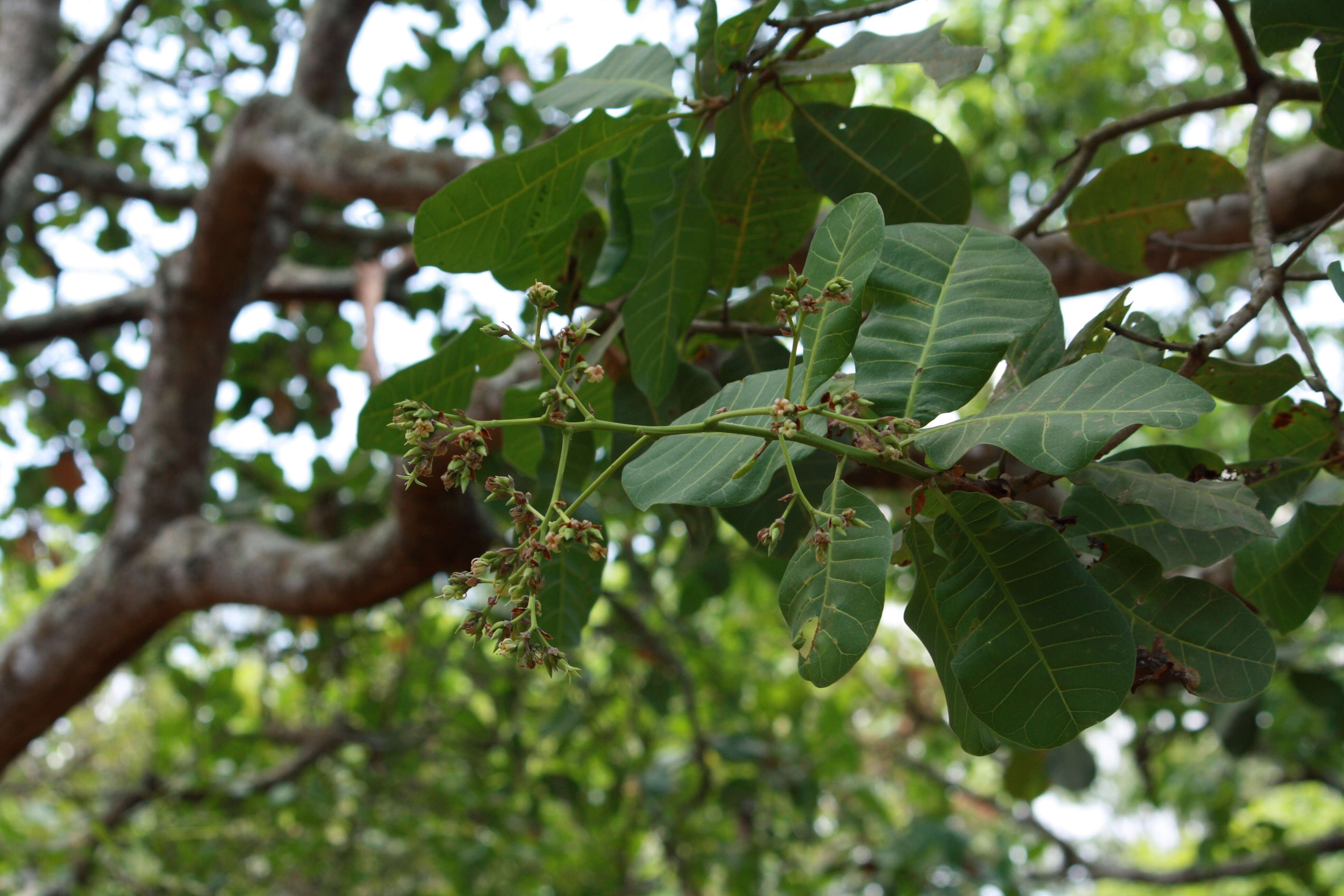 Image of cashew