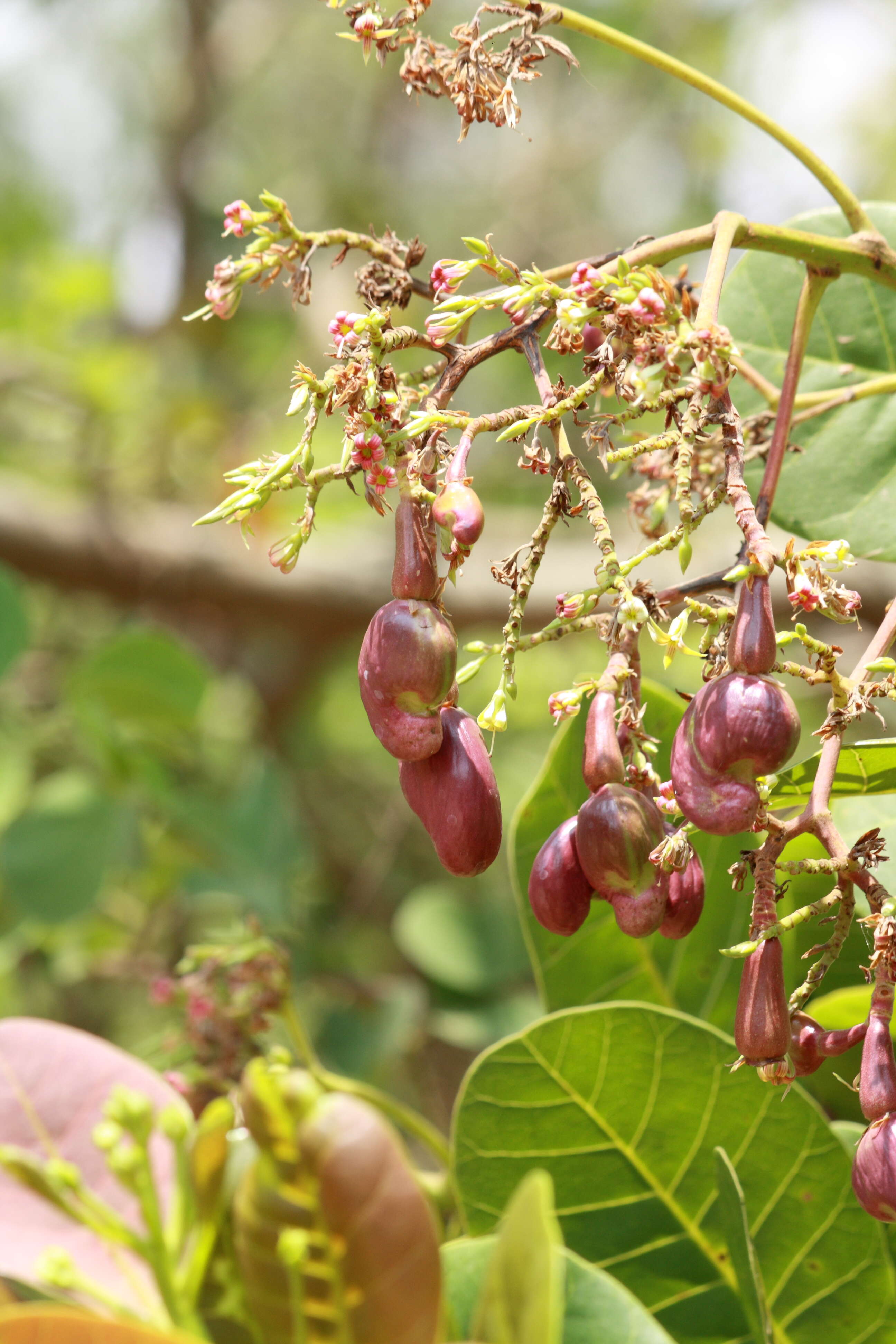 Image of cashew