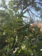 Image of Northern California Black Walnut