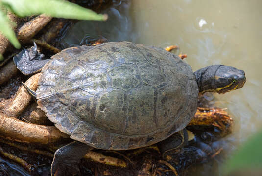 Image of Trachemys grayi panamensis Mccord, Joseph-Ouni, Hagen & Blanck 2010