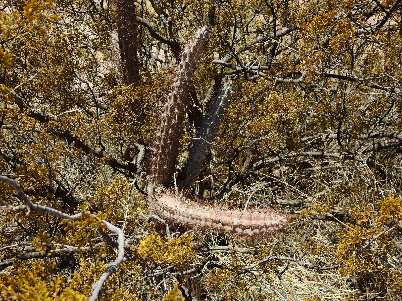 Image de Cereus aethiops Haw.