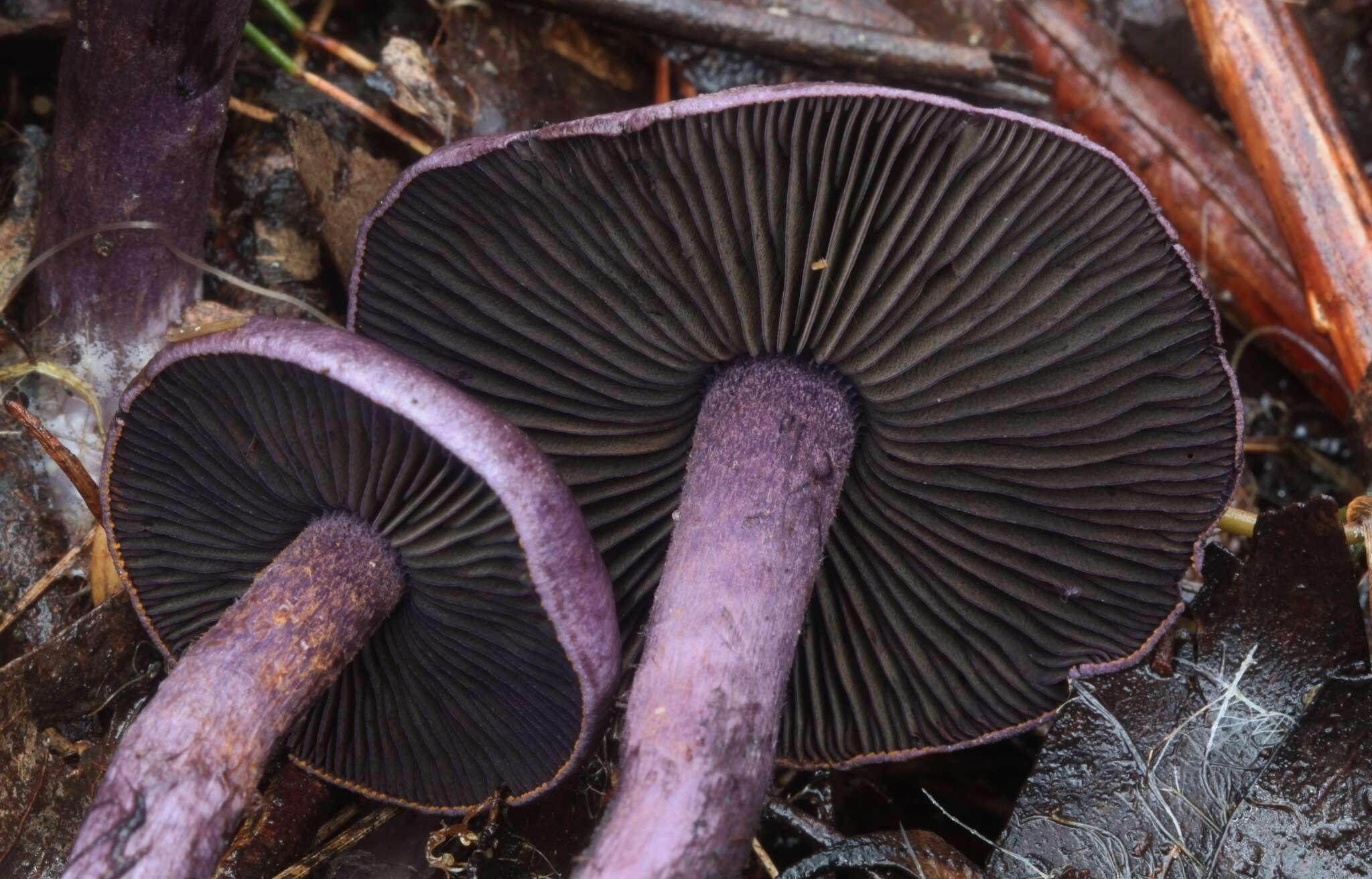 Image of Cortinarius austroviolaceus Gasparini 2001