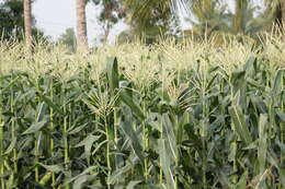 Image of corn