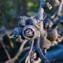 Image of open-fruit mallee