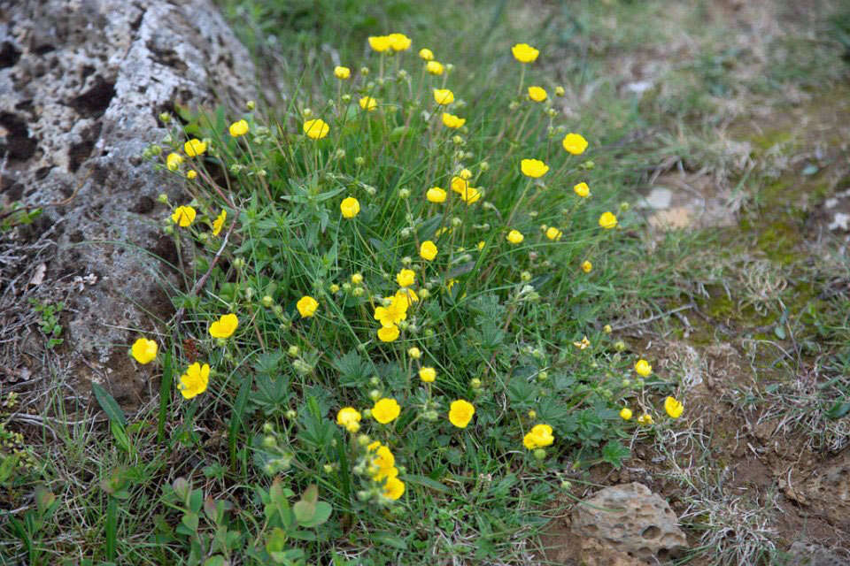 Слика од Potentilla crantzii (Crantz) Beck