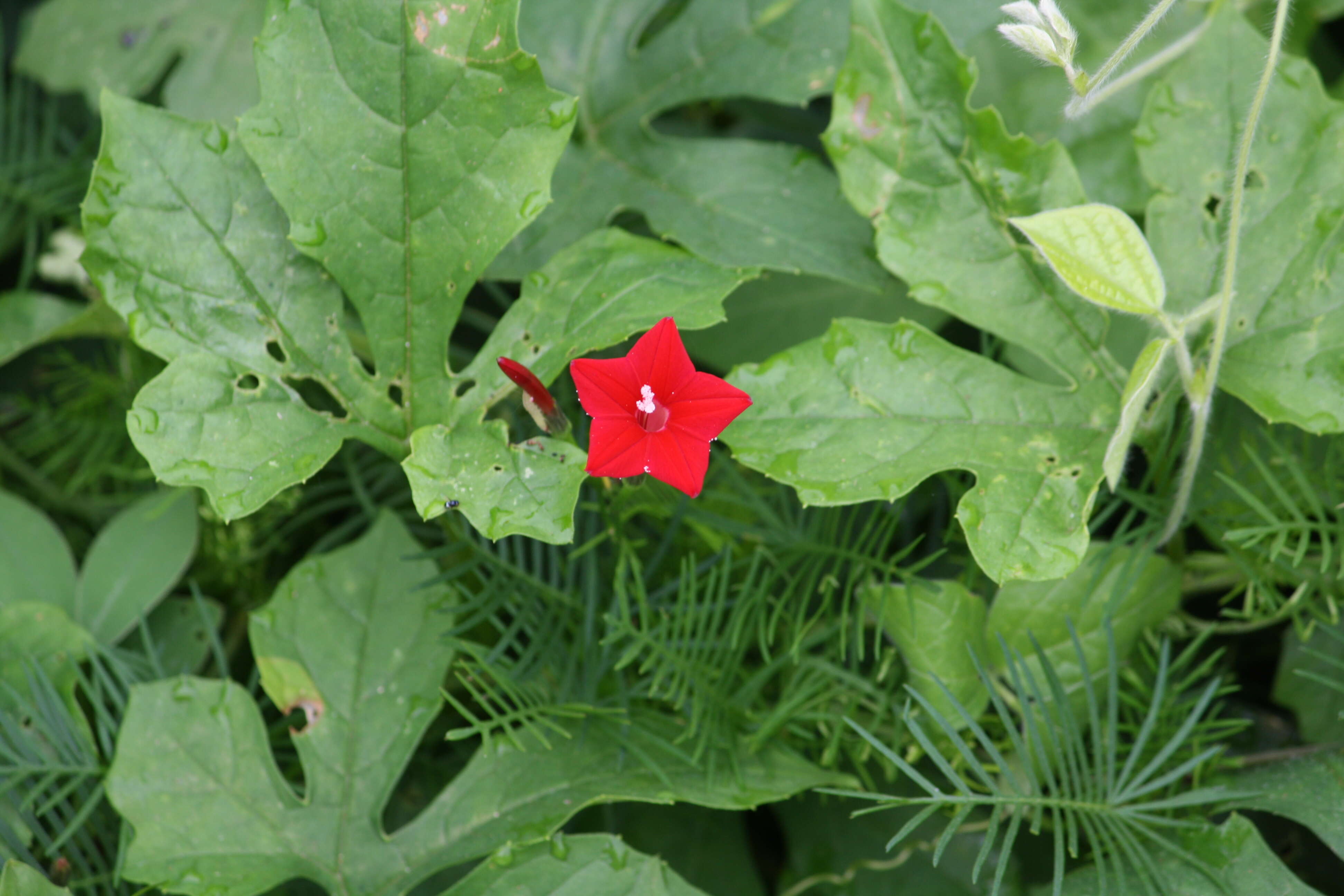 Image of Cypress Vine