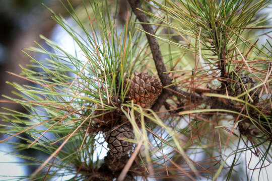 Image of Chinese Red Pine