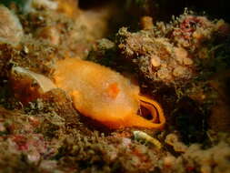 Image of Scribbled nudibranch