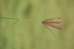 Image of Indian goosegrass