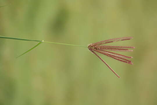 Eleusine indica (L.) Gaertn. resmi