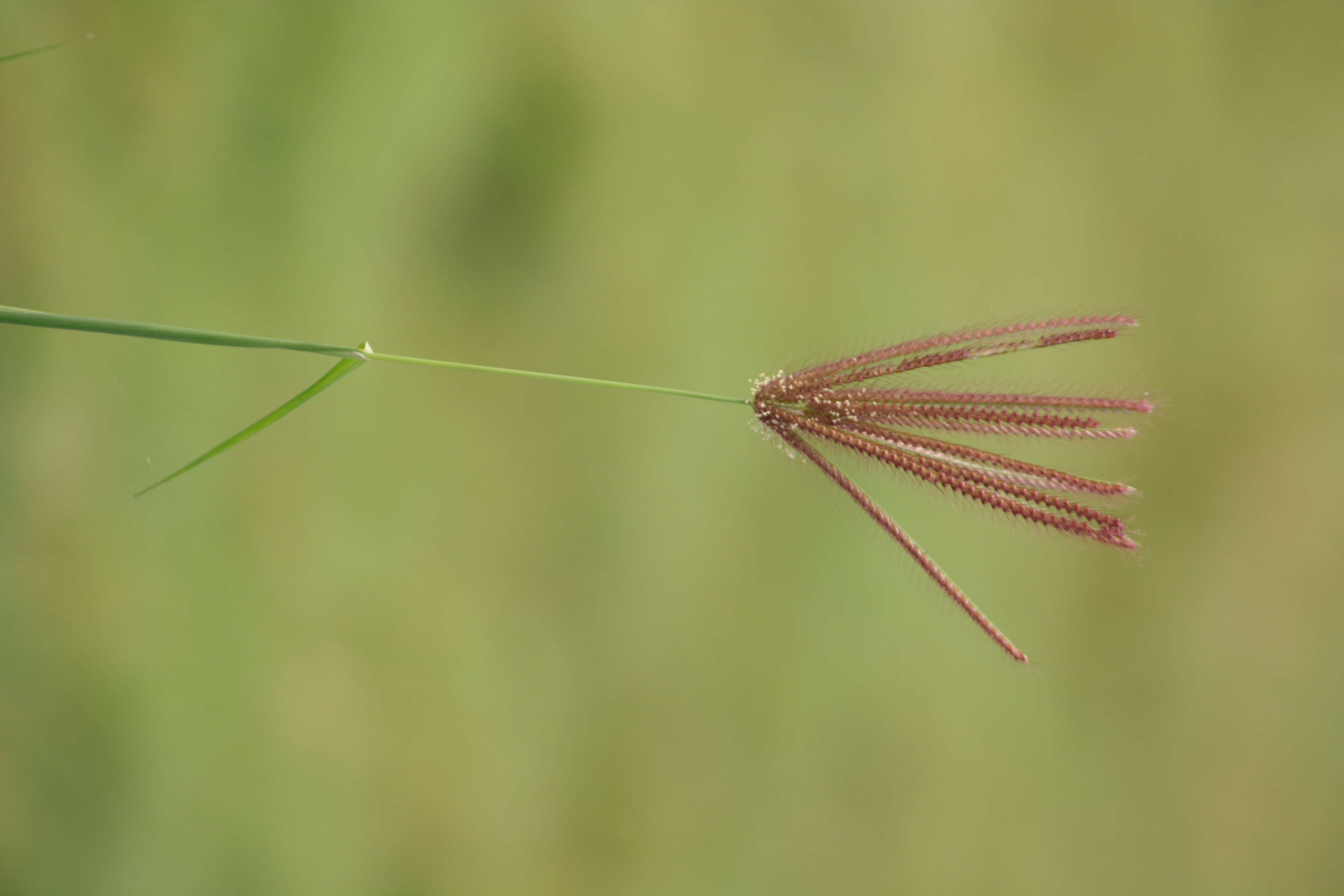 Plancia ëd Eleusine indica (L.) Gaertn.