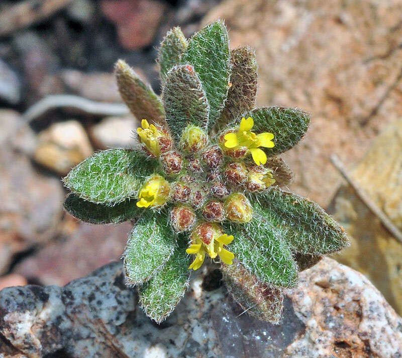 Image of alyssum