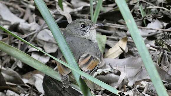 Pachycephala pectoralis pectoralis (Latham 1801)的圖片