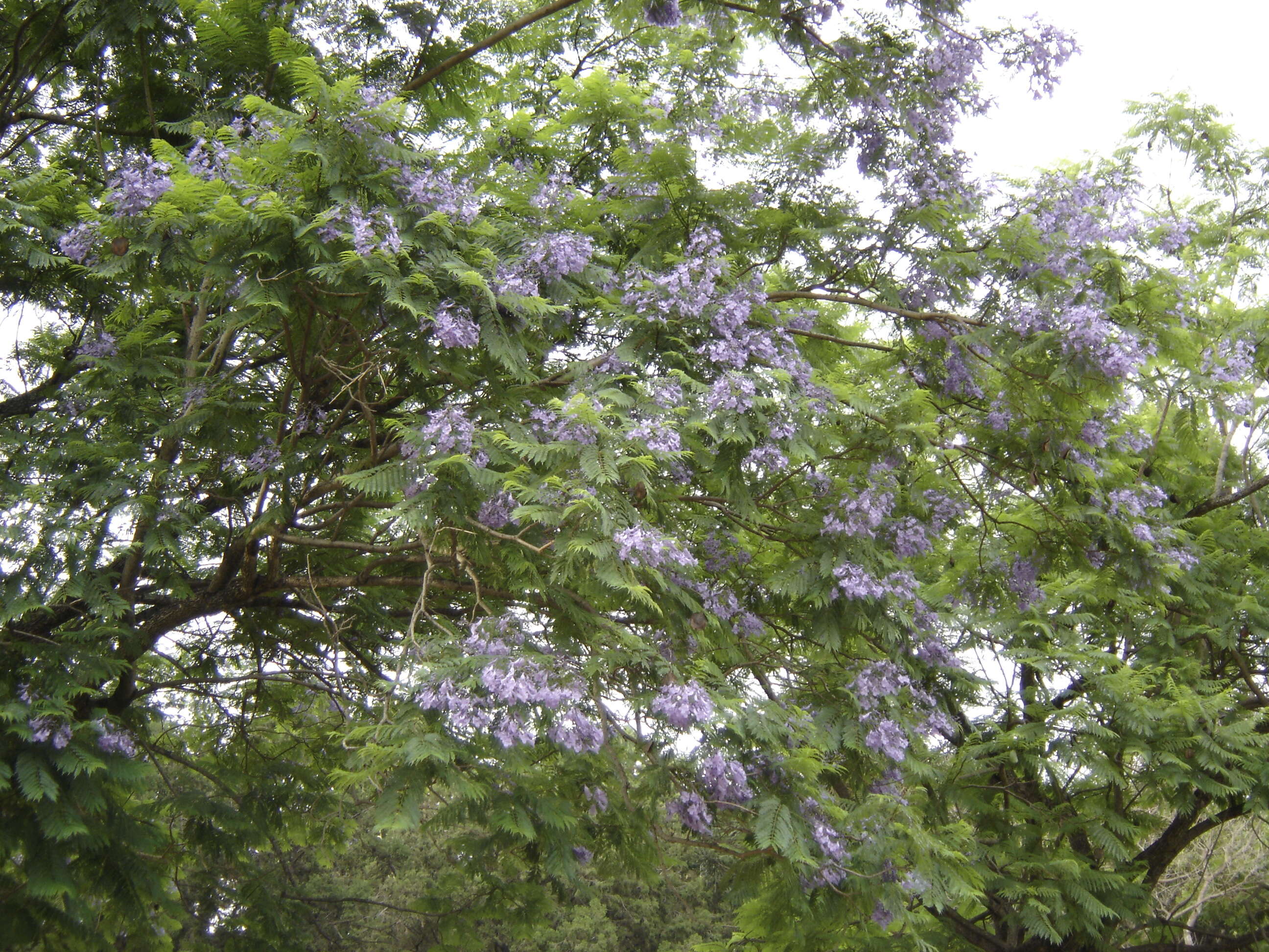 藍花楹的圖片