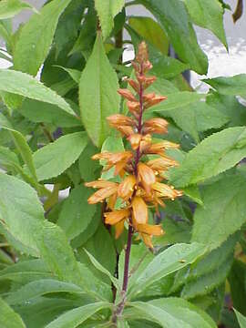 Imagem de Digitalis canariensis L.