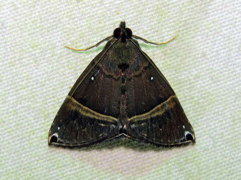 Image of Hypena zarabena Schaus 1904