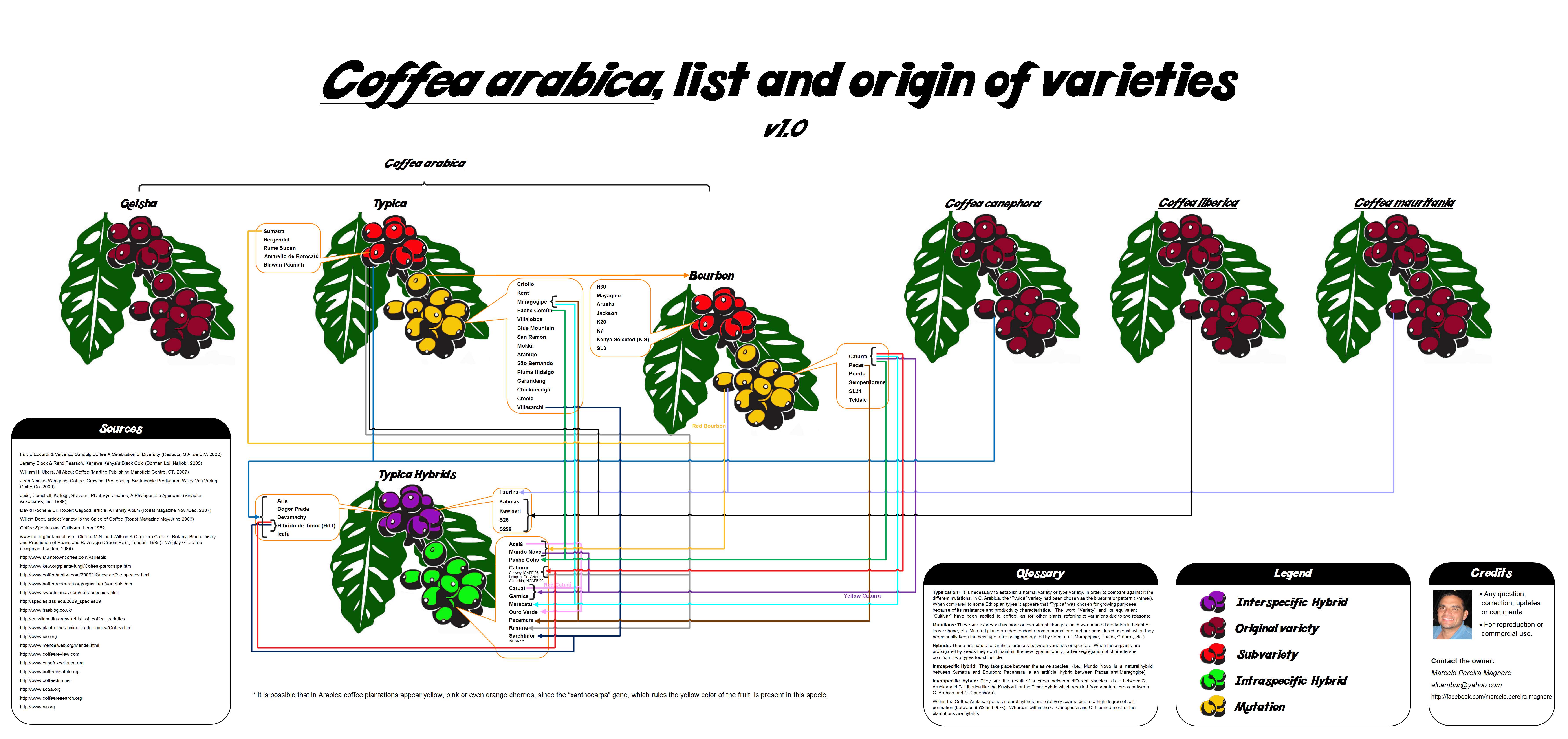 Image of robusta coffee