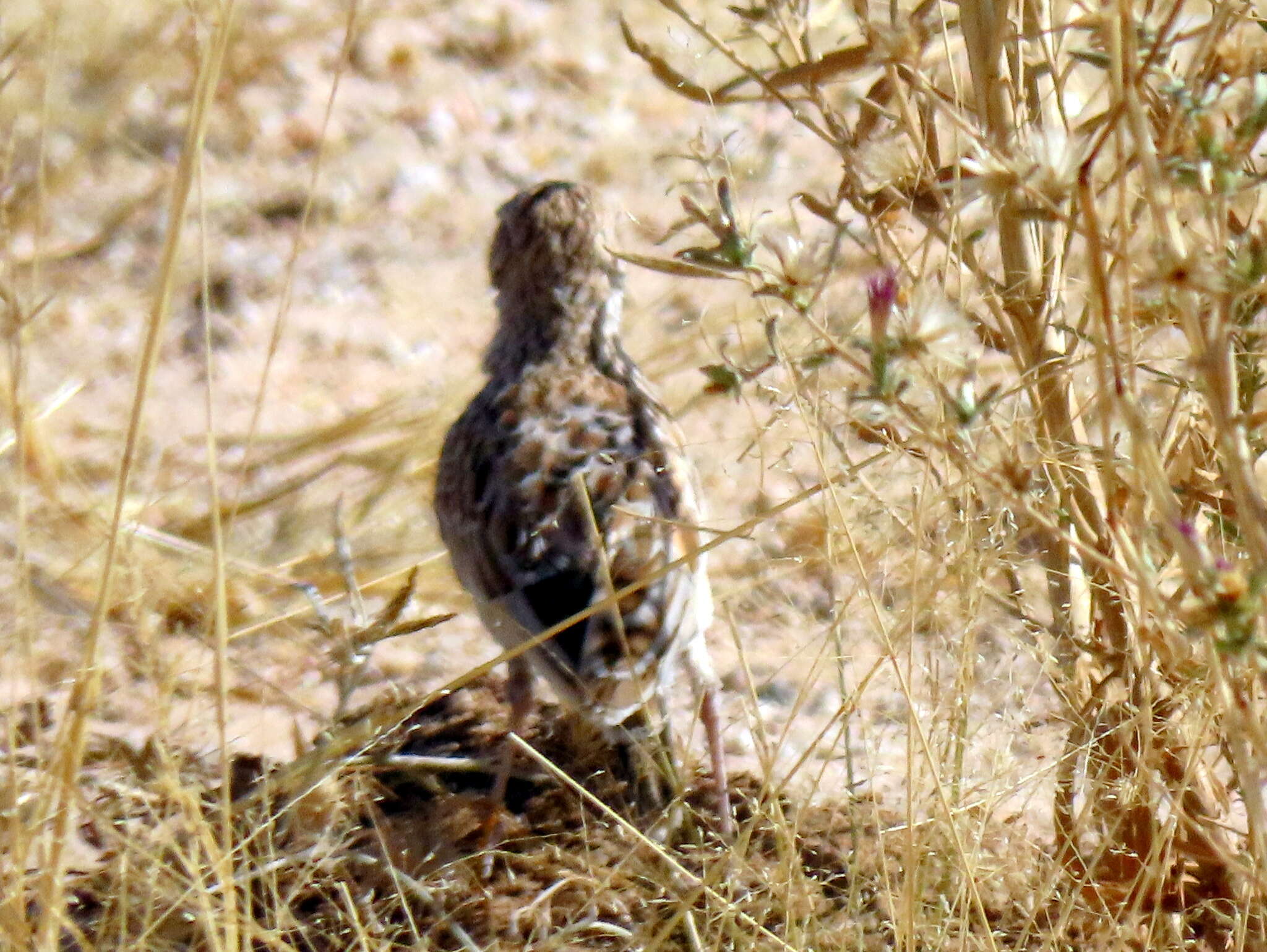 Imagem de Chersomanes albofasciata barlowi White & Cmn 1961