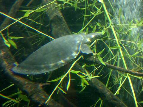 Image of pig-nosed turtle