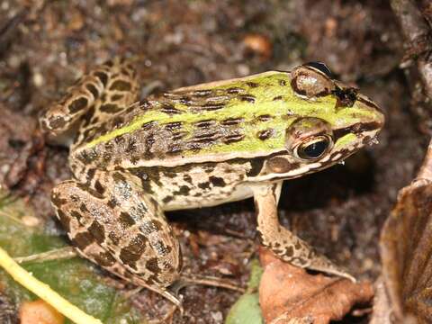 صورة Pelophylax nigromaculatus (Hallowell 1861)