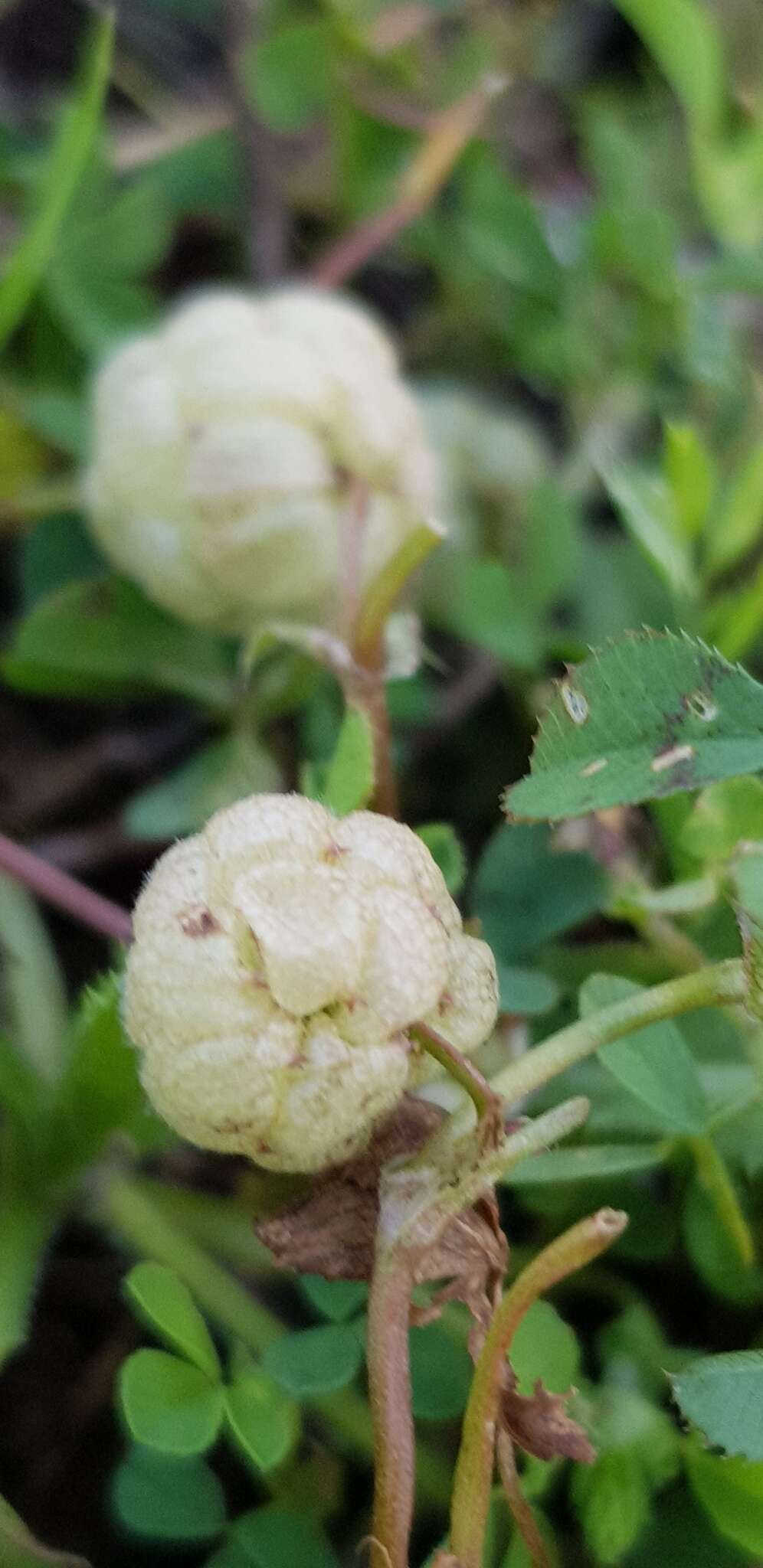 Trifolium bullatum Boiss. & Hausskn. resmi