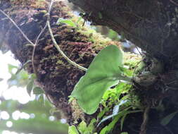 Imagem de Liparis cordifolia Hook. fil.