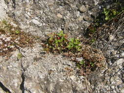 Image of woodland strawberry