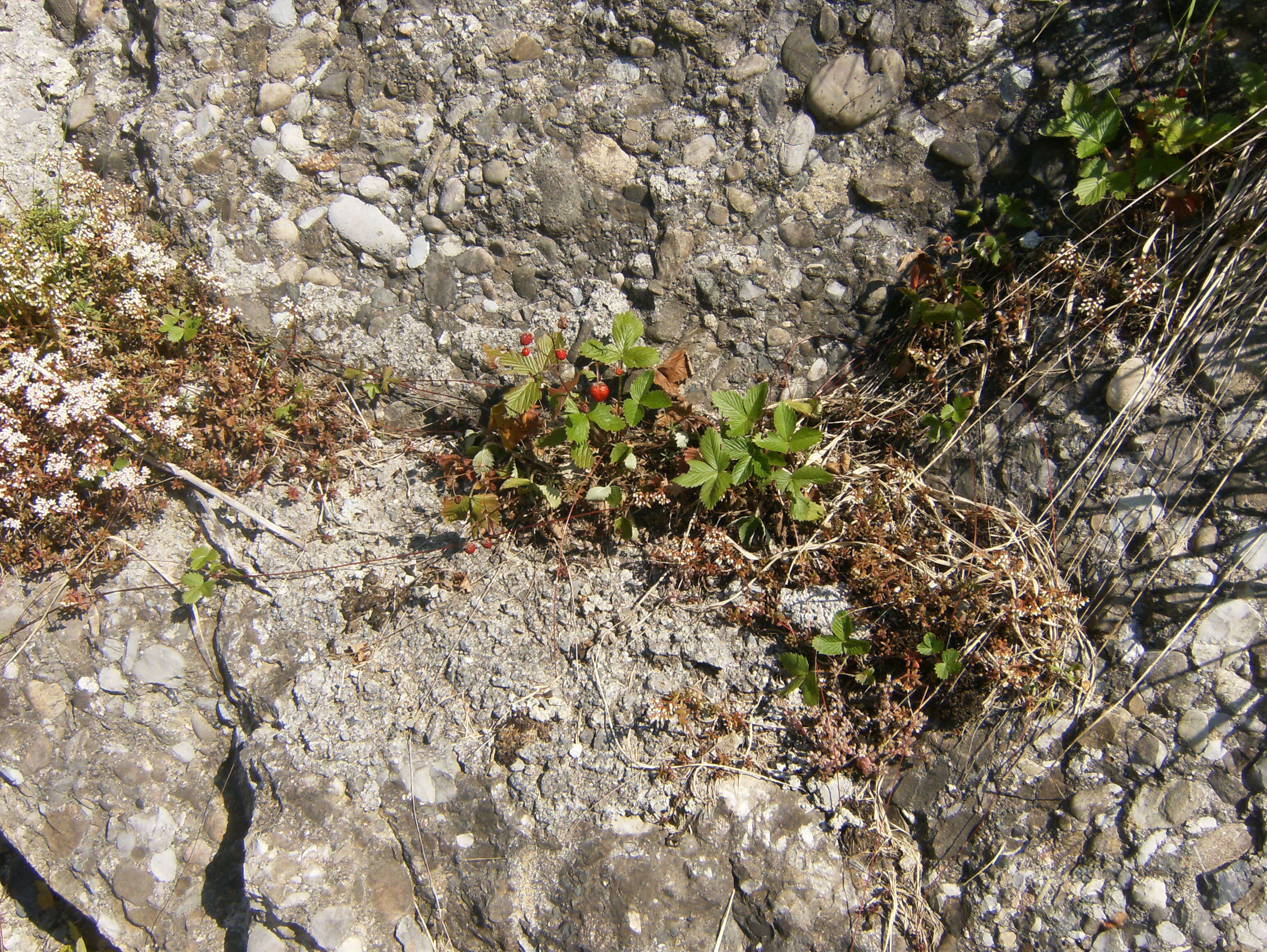 Image of woodland strawberry