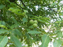 Image of Common walnut