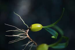 Image of Bulbophyllum nutans (Thouars) Thouars