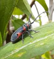 Sivun Tetraopes batesi Chemsak 1963 kuva