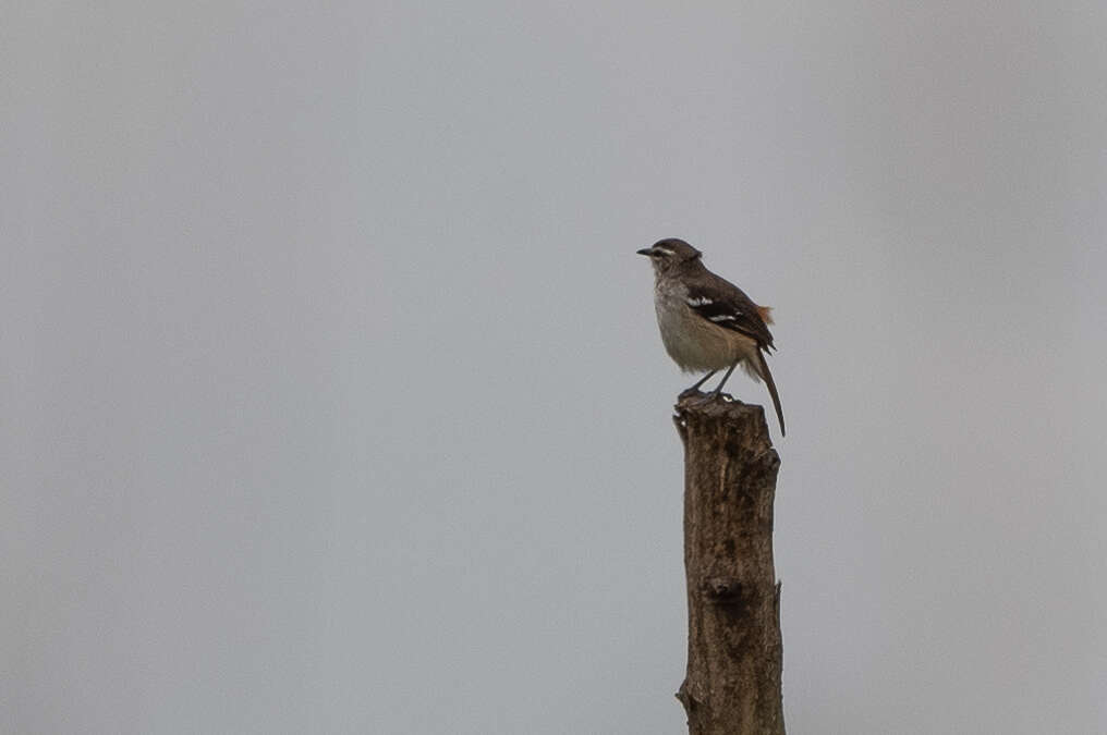 Image of Brown-backed Scrub Robin