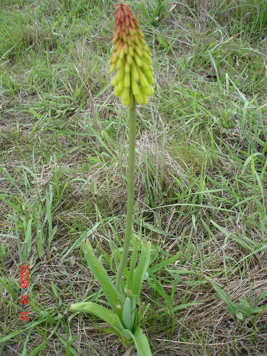 Image de Kniphofia grantii Baker