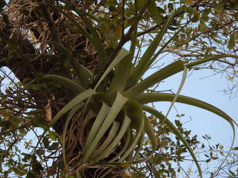 Imagem de Tillandsia utriculata L.