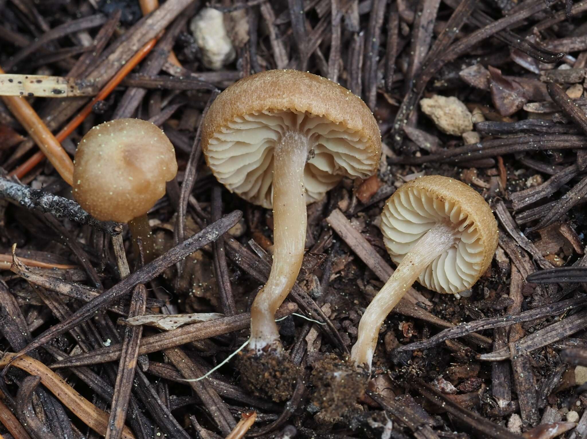 Image of <i>Pseudolaccaria pachyphylla</i>